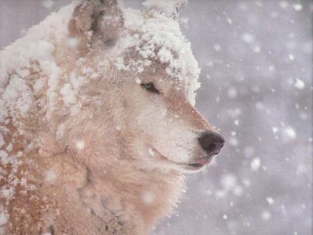 wolf